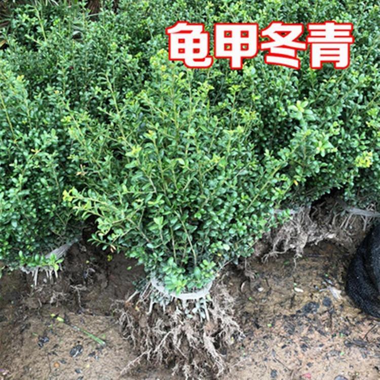 龟甲冬青 龟甲冬青小苗批发价格