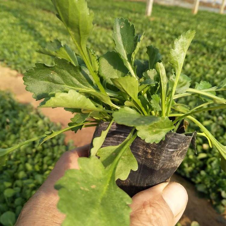 大滨菊 大滨菊小苗价格 山东大滨菊花苗批发