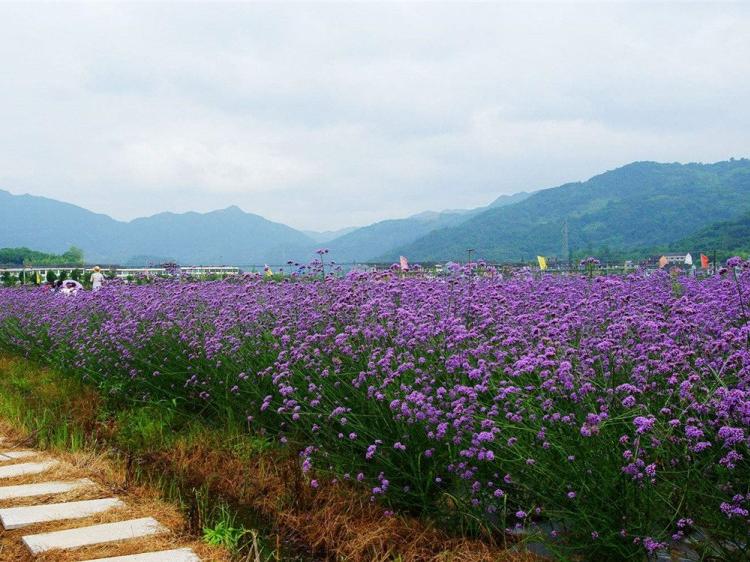 马鞭草基地 马鞭草价格