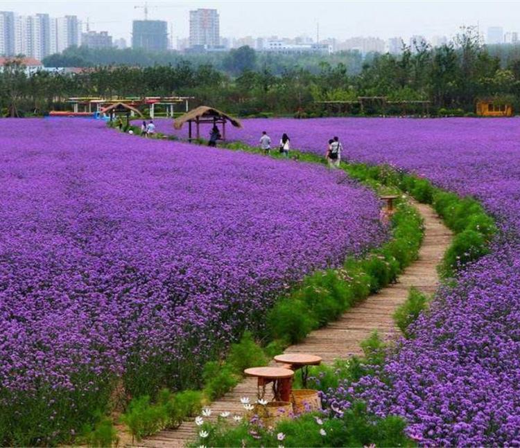 北京马鞭草价格 马鞭草花海