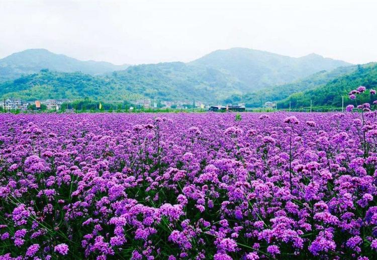 天津马鞭草价格 马鞭草花海 马鞭草基地