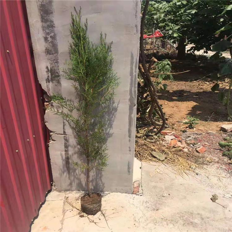 侧柏批发 基地侧柏苗现货出售 1米侧柏供应