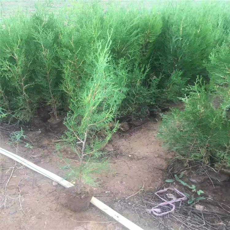 基地种植侧柏  侧柏苗批发认准江瑞园艺 现货直供 质优价廉