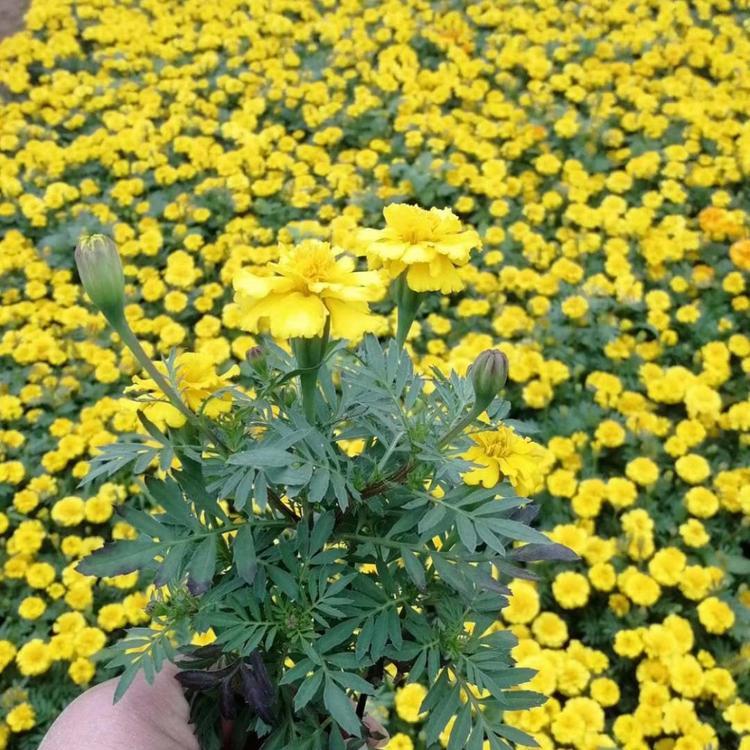 孔雀草批发 孔雀草小苗价格 多色孔雀草供应  组摆花卉孔雀草货源直销