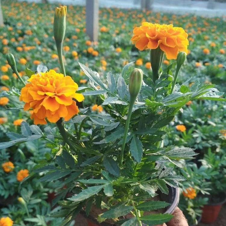 青州孔雀草 孔雀草价格 孔雀草花苗基地批发