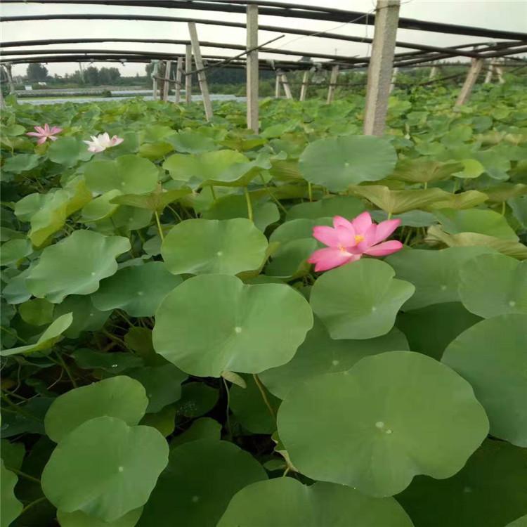 水生荷花 荷花小苗价格 观赏荷花批发