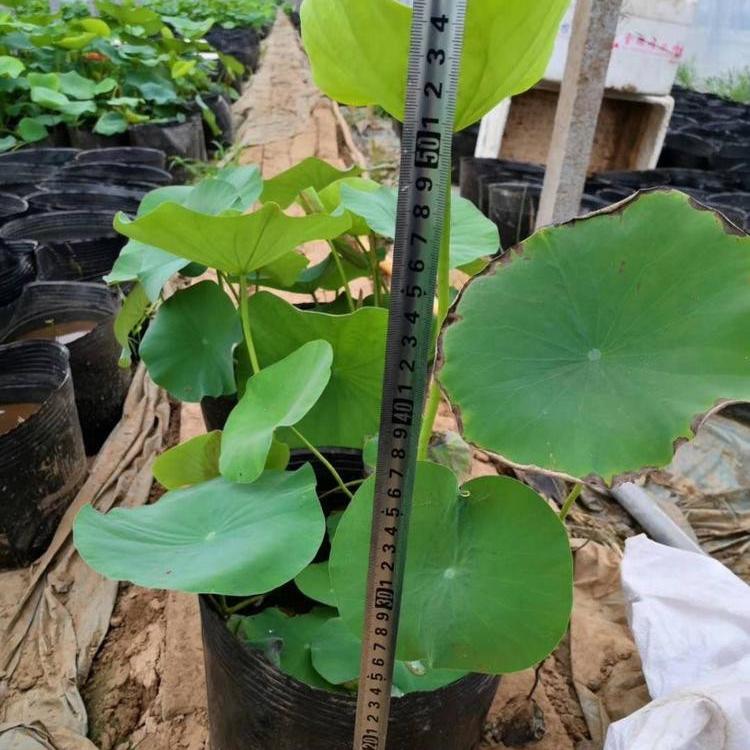 荷花小苗价格 观赏荷花批发 青州荷花种植基地