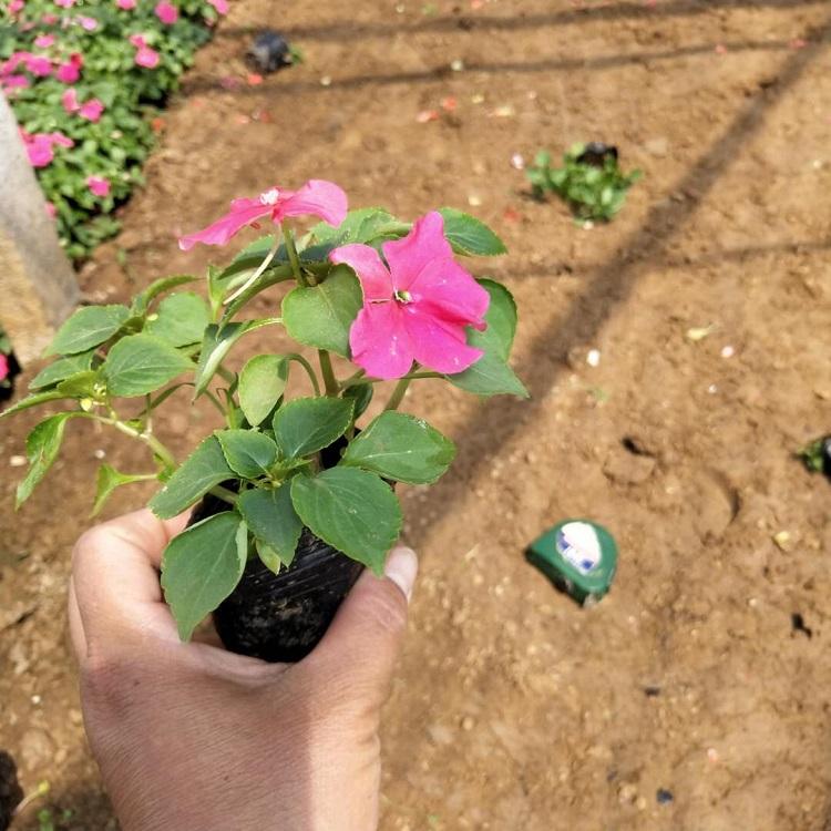 凤仙花 非洲凤价格 非洲凤仙小苗批发