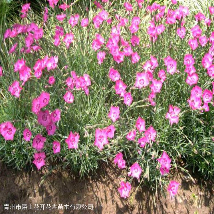 地被石竹基地  地被石竹小苗 地被石竹价格