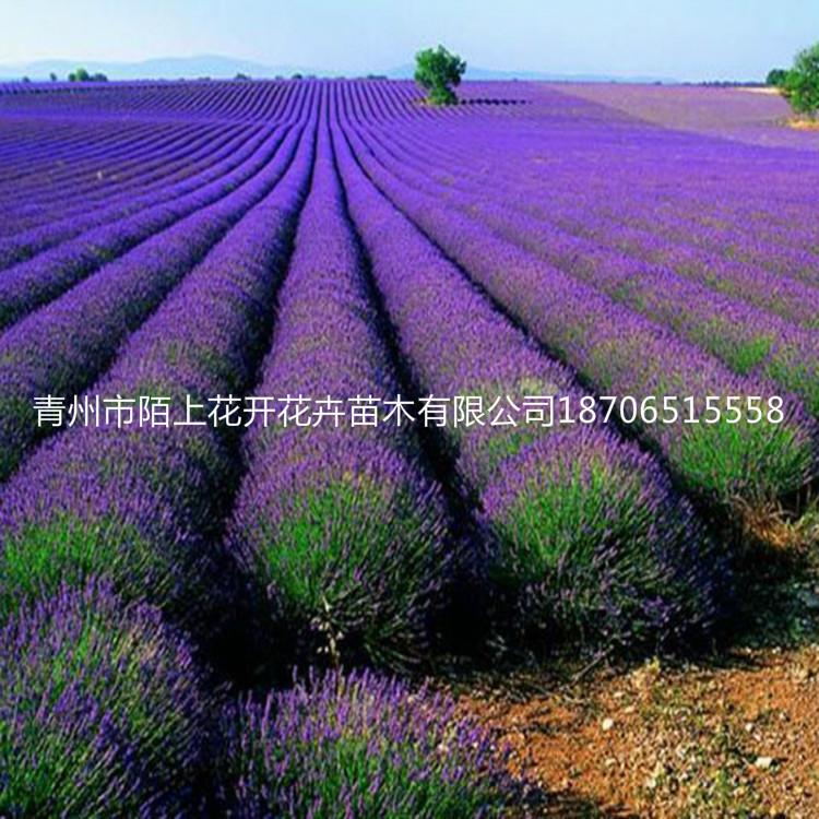 薰衣草批发   薰衣草小苗   薰衣草价格