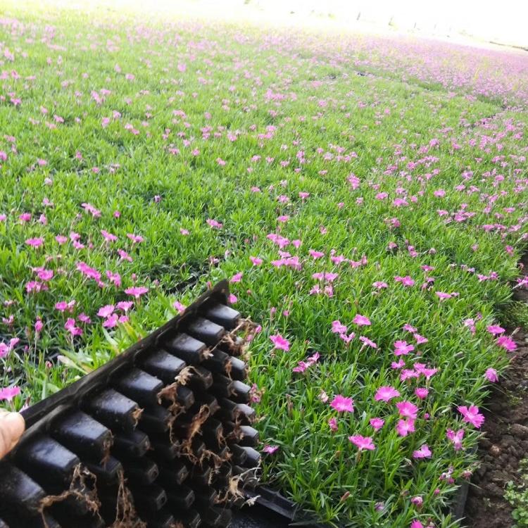 批发供应欧石竹 青州草花 草花批发