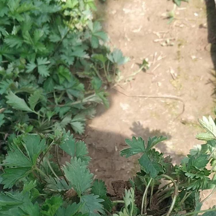 三叶委陵菜种植基地 三叶委陵菜价格 营养钵三叶委陵菜