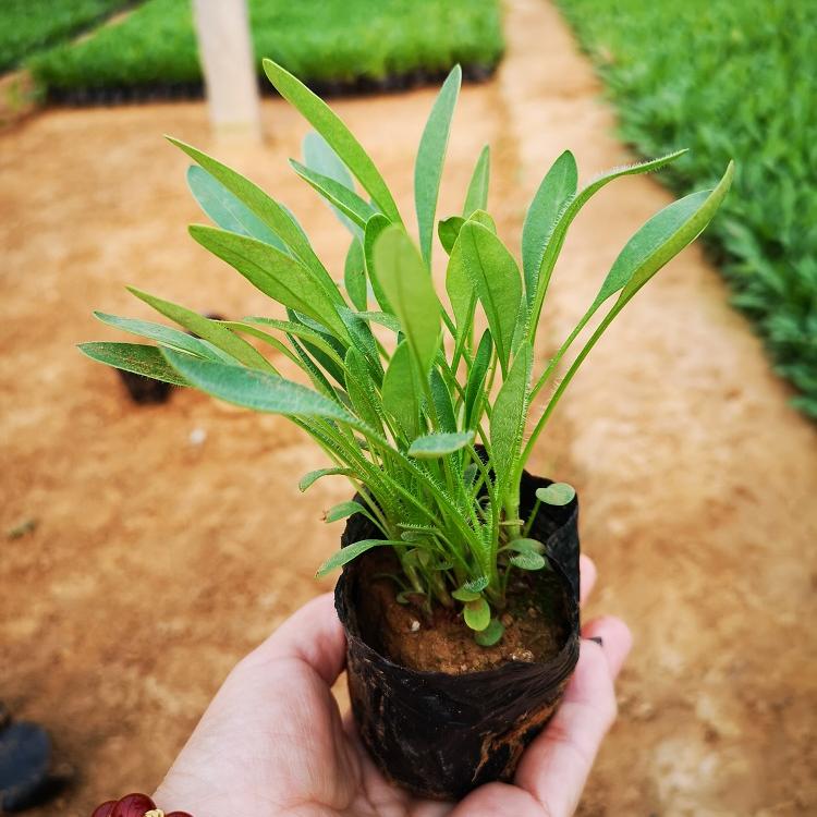 金鸡菊花海新品种 家里用花 好看的花