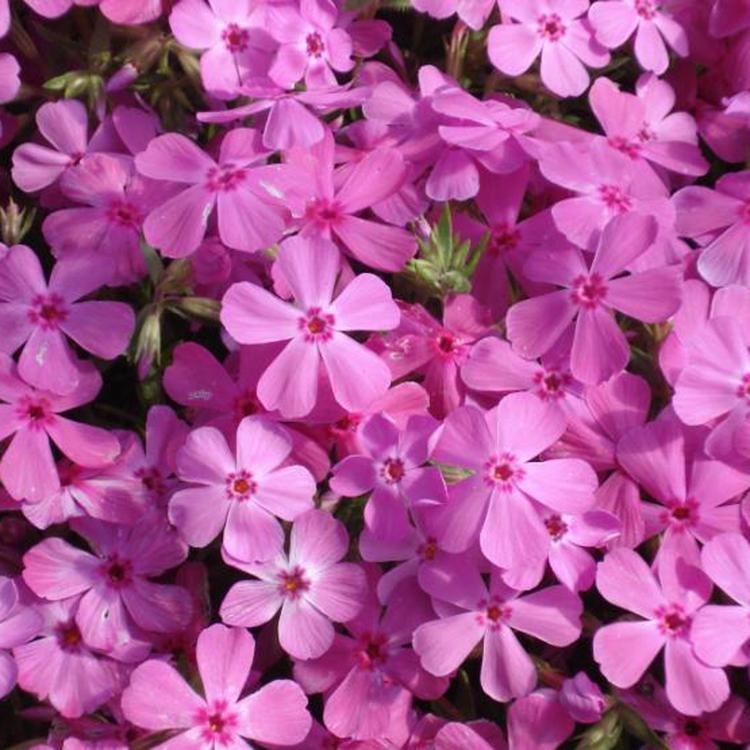 量大从优芝樱种苗 新疆芝樱种苗 芝樱价格