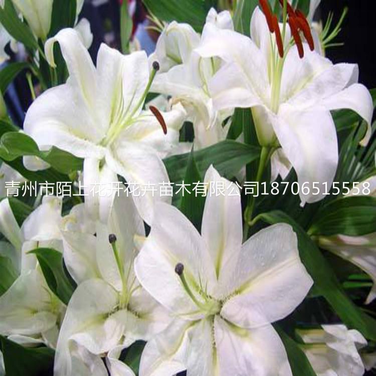 百合花    百合价格    百合批发