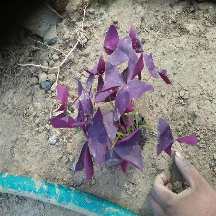 酢浆草小苗 紫叶榨浆草批发价格  绿叶酢浆草 红花酢浆草基地供应