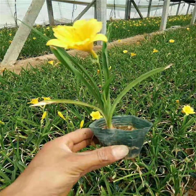 金娃娃萱草 金娃娃萱草价格 金娃娃萱草小苗批发