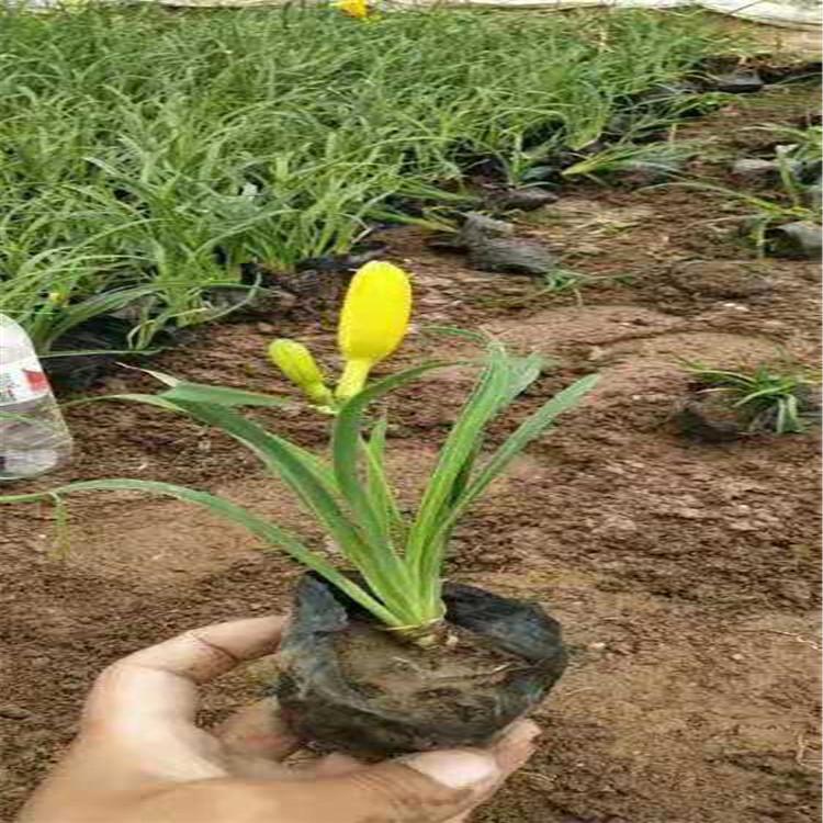 金娃娃萱草