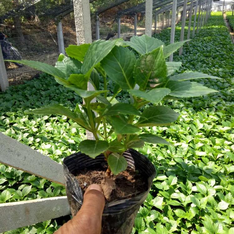 八仙花-山东八仙花基地-绿化八仙花批发