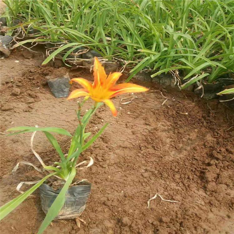 大花萱草