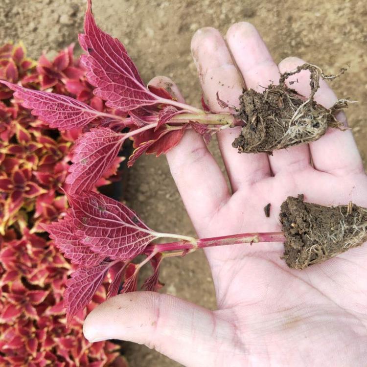彩叶草苗-山东彩叶草繁育基地-彩叶草穴盘苗 花卉苗木