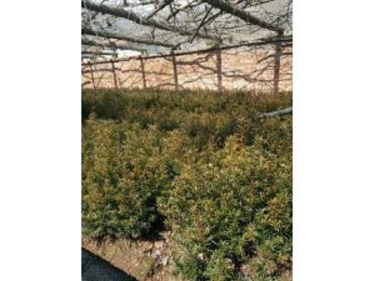 基地直销红豆杉 红豆杉苗 红豆杉小苗  品种优良