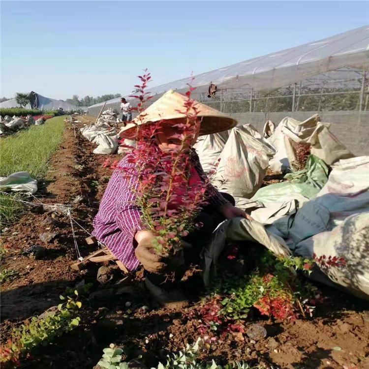 红叶小檗 山东红叶小檗价格 红叶小檗小苗批发