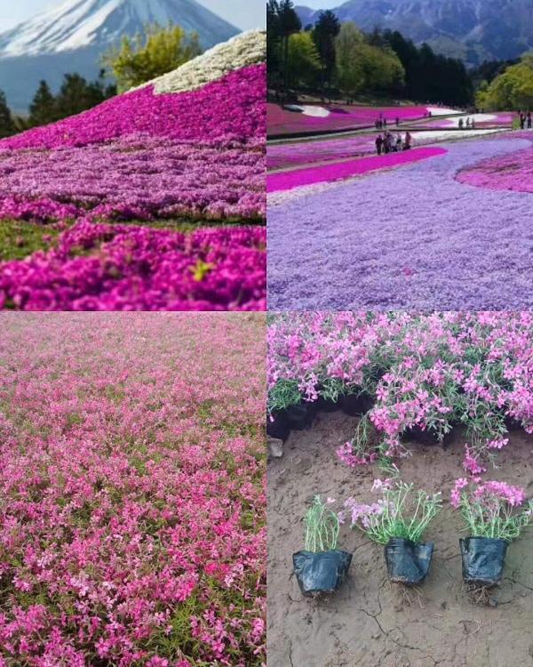 芝樱小苗批发  草花基地 丛生福禄考小苗