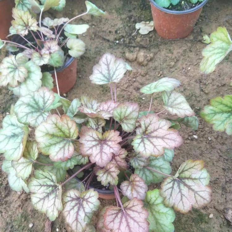 矾根   矾根小苗  矾根批发  矾根 草花