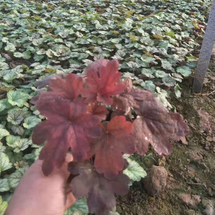 矾根   矾根小苗  矾根  矾根批发 草花