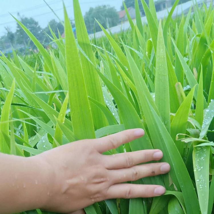 鸢尾基地 鸢尾价格
