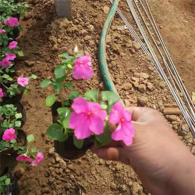 凤仙花  凤仙花小苗批发        草花基地 青州 草花批发