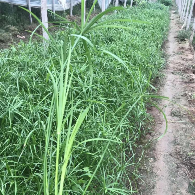 水生植物旱伞草 旱伞草基地 旱伞草价格