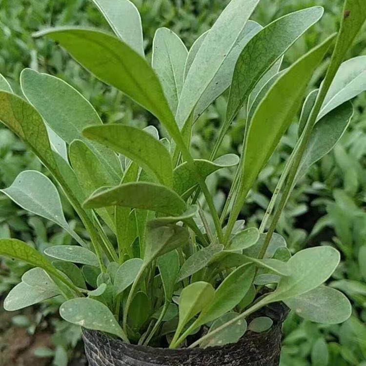 金鸡菊   青州金鸡菊小苗  金鸡菊草花基地  青州批发