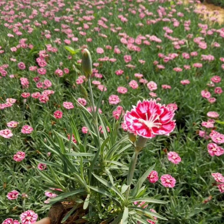 彩虹石竹
