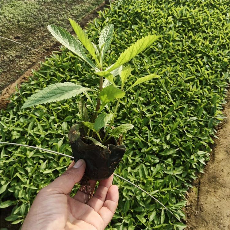 柳叶马鞭草批发   青州柳叶马鞭草小苗 批发  青州草花基地