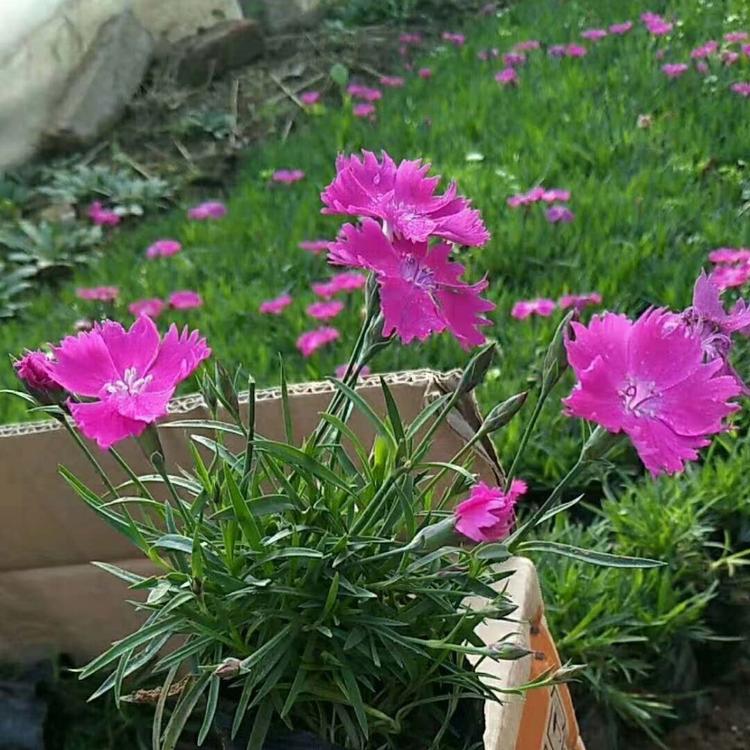 欧石竹价格
