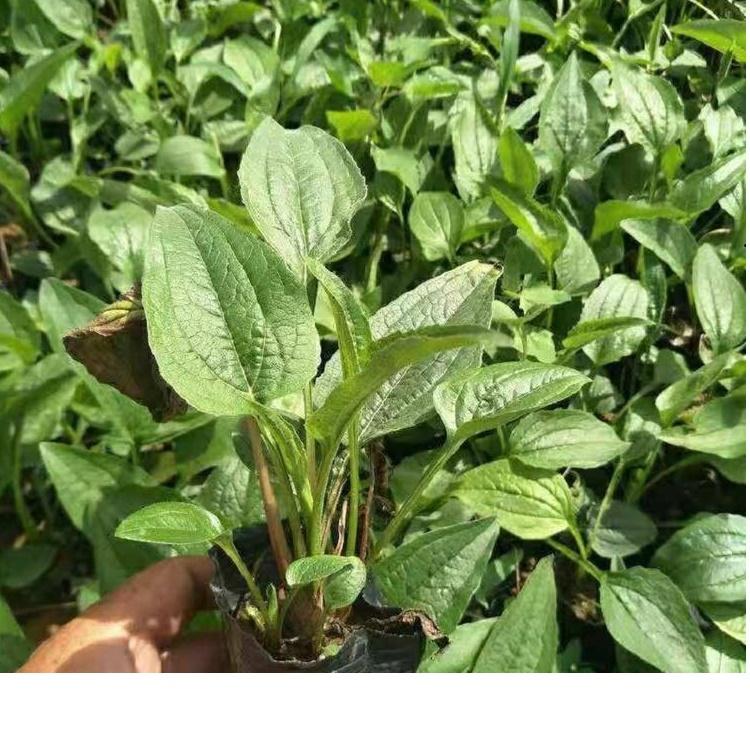 松果菊  松果菊小苗批发   潍坊 松果菊直销