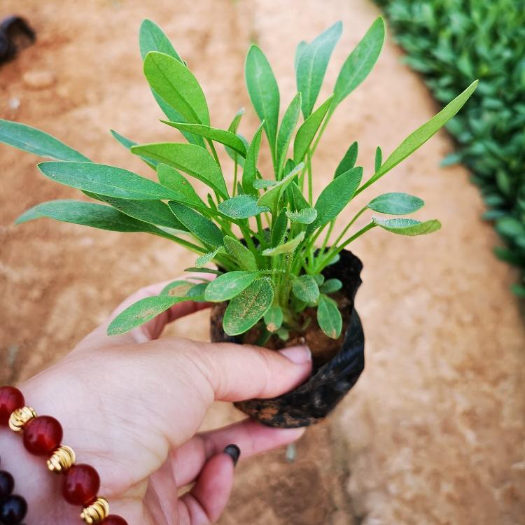 金鸡菊园林苗木 四季草花 市场批发-承玉花卉