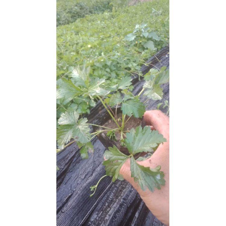 三叶委陵菜批发  五叶委陵菜小苗   委陵菜小苗