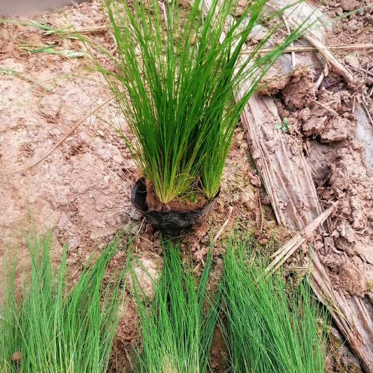 承玉花卉基地批发细叶针茅 草花墨西哥羽毛草 观赏植物