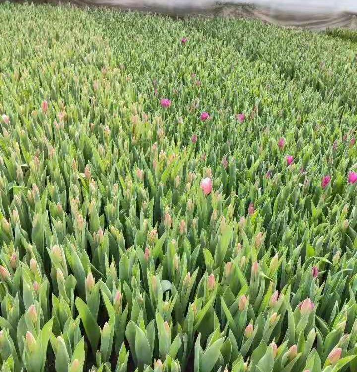 郁金香批发直销   郁金香小苗批发   青州郁金香批发基地