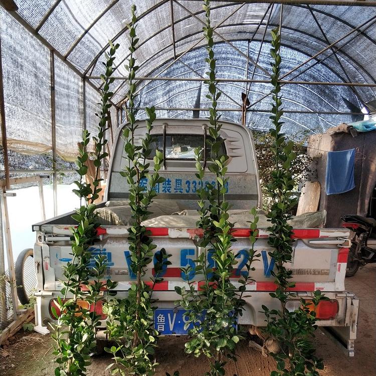 1.8米北海道黄杨价格