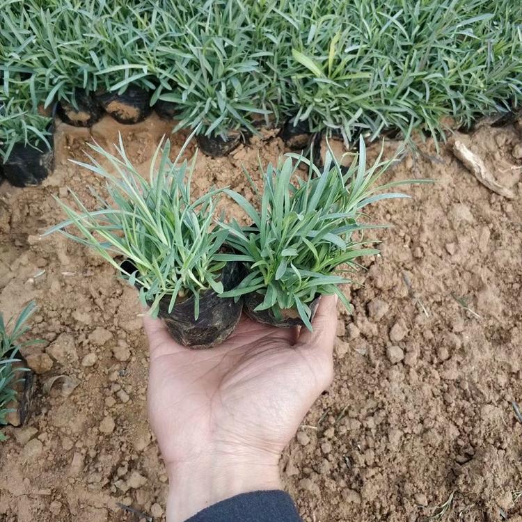 地被石竹种植基地大量供应 新叶地被石竹批发价格优惠