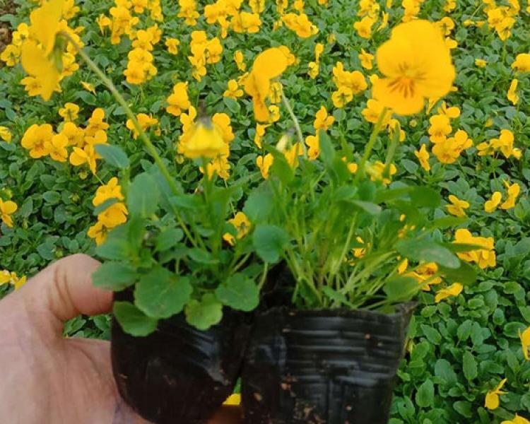 青州角堇 多色角堇种植基地 角堇报价