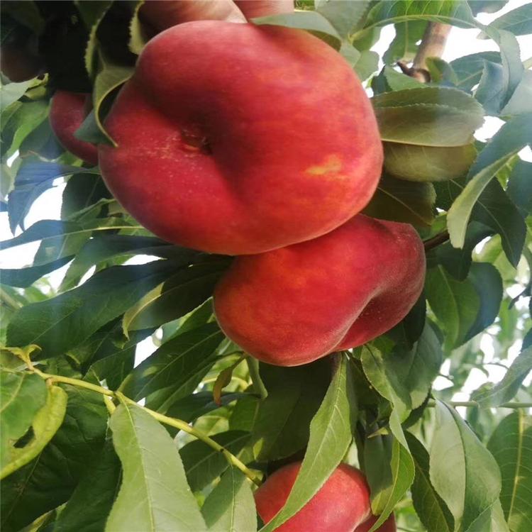 水蜜桃桃树苗 普润苗木  中油20号桃树苗  现货充足基地  油蟠7-7桃树苗  大量现货批发