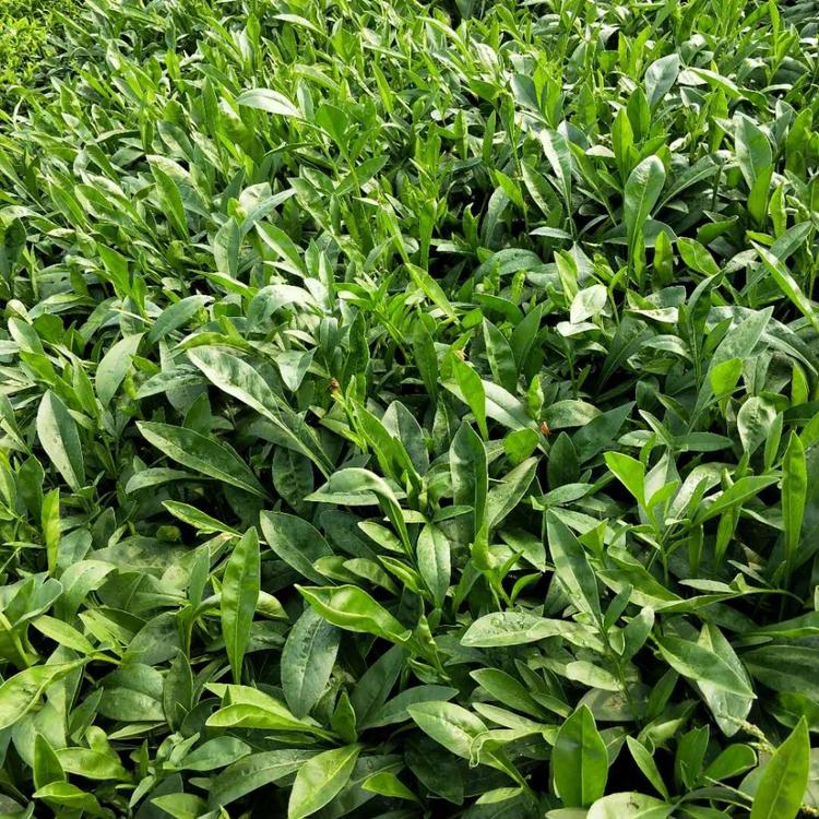 金鸡菊价格-金鸡菊批发-金鸡菊基地