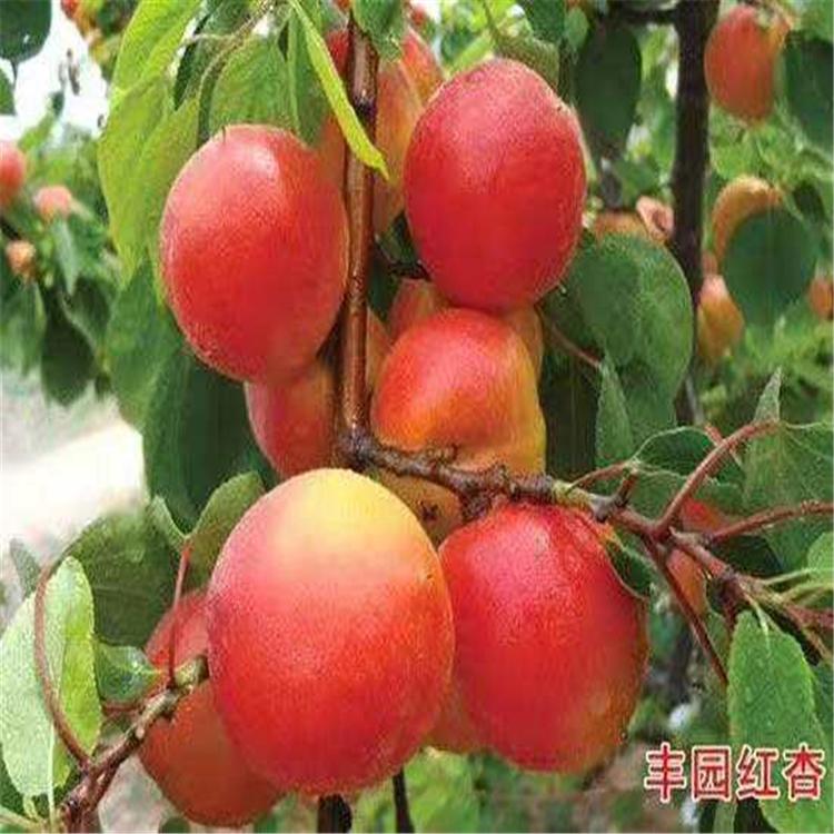 新川中岛桃树苗 鲁星2号桃树苗 普润苗木  2020大量供应  蟠桃树苗  实力强大