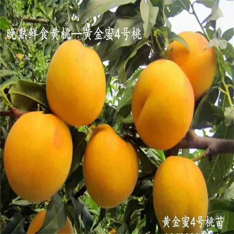 夏甜桃树苗 福秀桃树苗 玉妃桃树苗 普润苗木多年生花卉