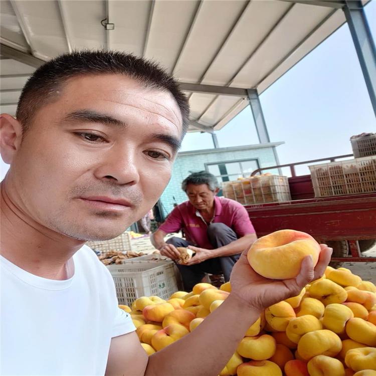 中华福桃桃树苗 93桃树苗 中油4号桃树苗 普润苗木成品苗工程苗